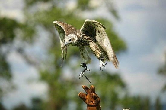 The Falconry School